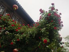 -台儿庄古城