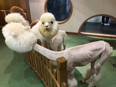 -藦茜花园宠物主题亲子互动体验馆(国顺东路店)