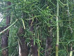 -中国科学院西双版纳热带植物园