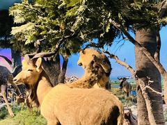 -国家自然博物馆