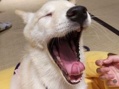 -逗柴咖啡屋·狗咖猫咖宠物桌游