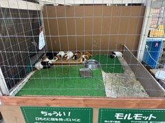 -神户市立六甲山牧场