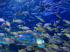 -海合安武汉极地海洋公园