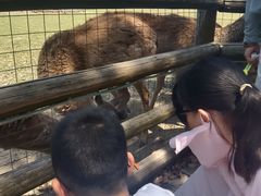 -苏州太湖西山岛开心农场