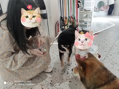 -柴务处·柴犬主题狗咖