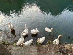-靖西鹅泉风景区