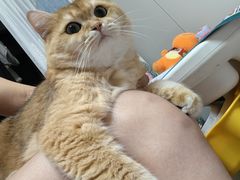 -中农大我爱我爱24h动物医院·中医针灸·猫专科·骨科医疗中心(双井店)