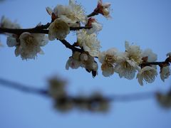 -香雪海