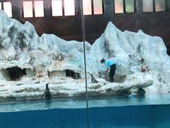 -帝企鹅自助餐厅•儿童岛•真企鹅(长隆企鹅酒店)