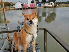 -水岸居湖景农家乐·阳澄湖大闸蟹