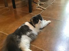 -李小姐の猫咖啡馆(五角场店)