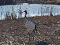 -盐城丹顶鹤湿地生态旅游区