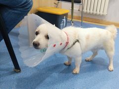 -天使宠物医院·犬猫分诊(彩虹店)