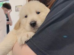 -翊宠yipet猫狗购宠庄园犬舍•猫舍