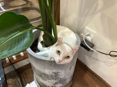 -有猫主题·治愈系猫咖(曾厝垵店)