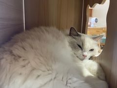 -藏猫猫咖啡主题馆(中央大道店)