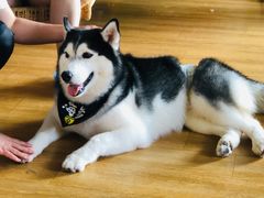 -Husky Go! 哈士奇体验馆·宠物咖啡厅狗咖