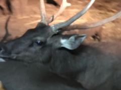 -清迈夜间动物园