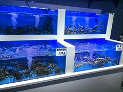 -小海丁