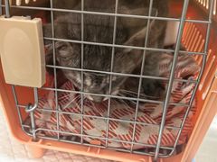 -仁华宠物医院(青羊店)