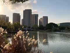 -新江湾城公园