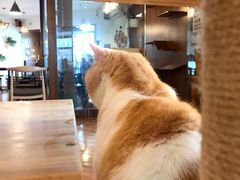 -喵园·猫主题咖啡厅·撸猫·猫咖(国贸店)