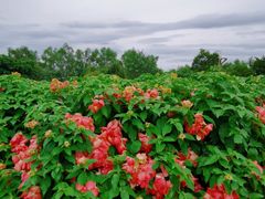 -深圳湾公园(南山区)