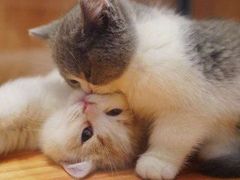 -袖虎·猫馆(体育西路店)