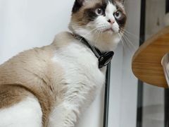 -稻荷日麻社