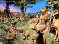 -国家自然博物馆