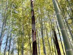-求雨山文化公园