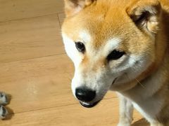 -是阿柴呀！柴犬咖啡·爱喵喵猫咖