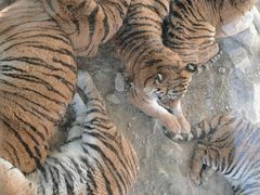 -栾川竹海野生动物园