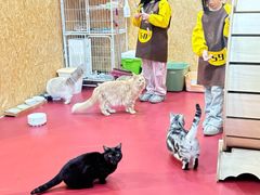 -和它·交个朋友·狗咖猫咖(爱琴海店)