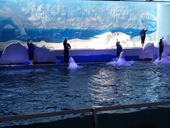 -秦皇岛乐岛海洋王国