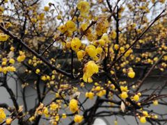 -无锡梅园公园