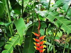 -中国科学院西双版纳热带植物园