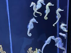 -上海海洋水族馆