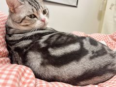 -猫力发电所·宠物专门店