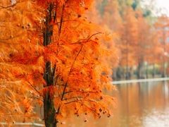 -白鹭湾湿地公园