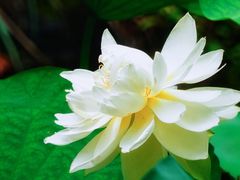 -陈家山荷花公园