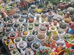 -朝来春花卉市场