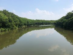 -大湾区中央湿地公园