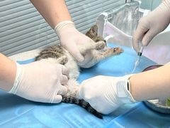 -纳吉亚猫专科动物诊疗中心(蒋宅口分院)