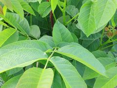 -嘉喜来比萨(罗马花园店)