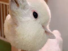 -藦茜花园宠物主题亲子互动体验馆(国顺东路店)