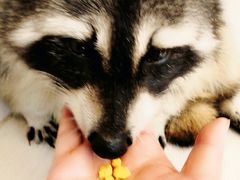-浣熊柯尔鸭土拨鼠·电玩咖