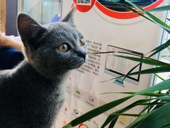 -伟伟宠物医院·瑞派猫友好医院·猫科(光谷店)
