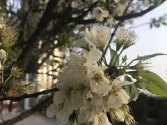 景点-长白岛森林公园