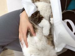 -纳吉亚猫专科动物诊疗中心(蒋宅口分院)